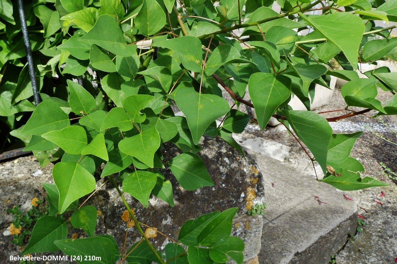 Eritrina coralloide 13