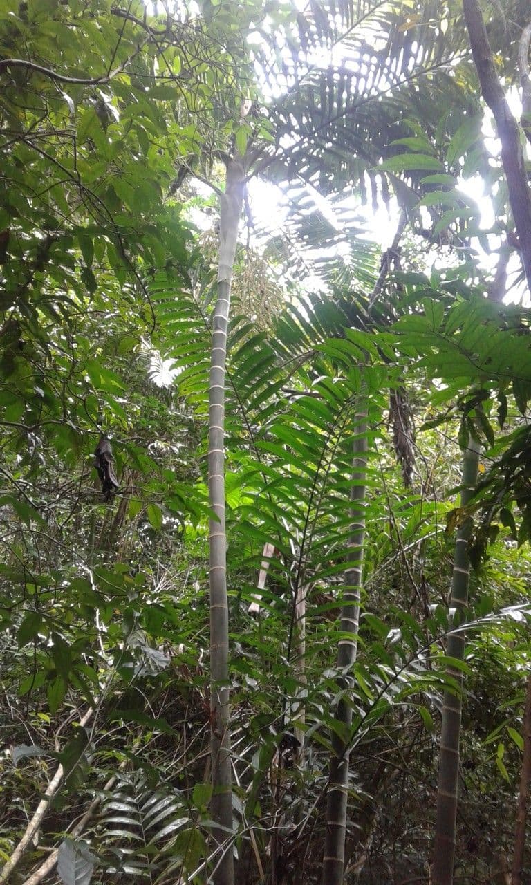 Dypsis