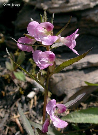 Pediculare a grappoli 4