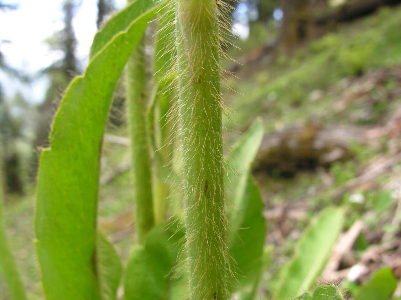 Papavero asiatico 12