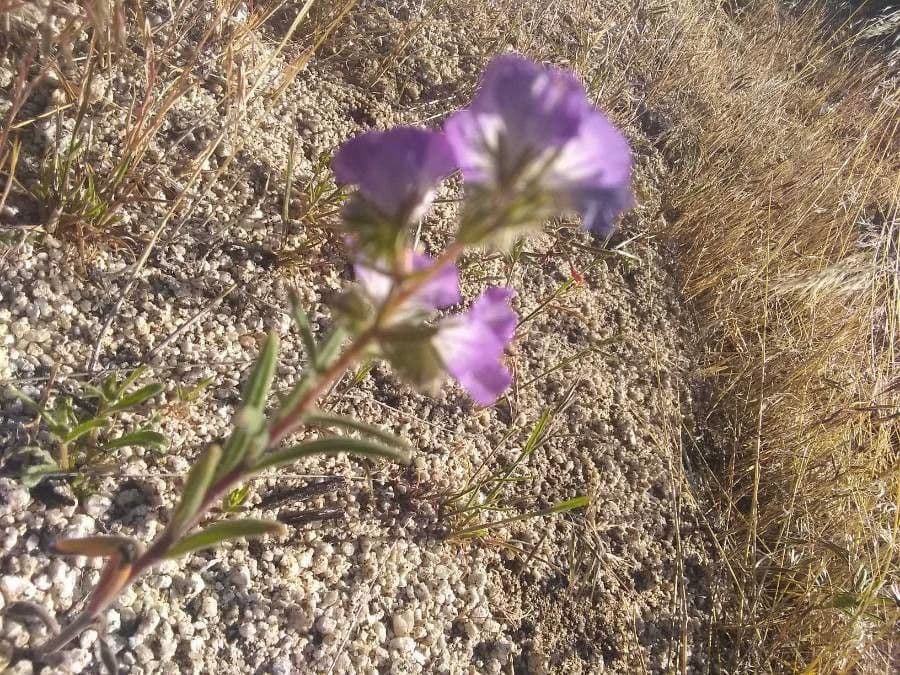 Linear-leaf phacelia 4