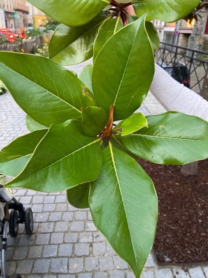 Magnolia grandiflora 16
