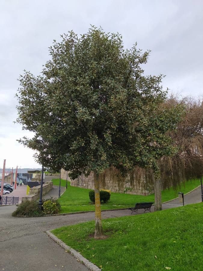 Juckbaum 12