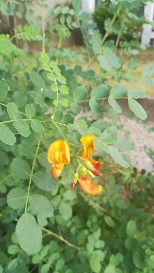 Vescicaria orientale 8