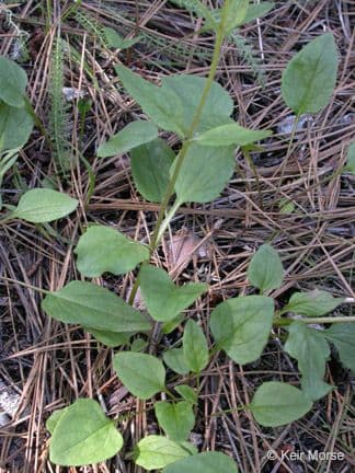 Arnica 3