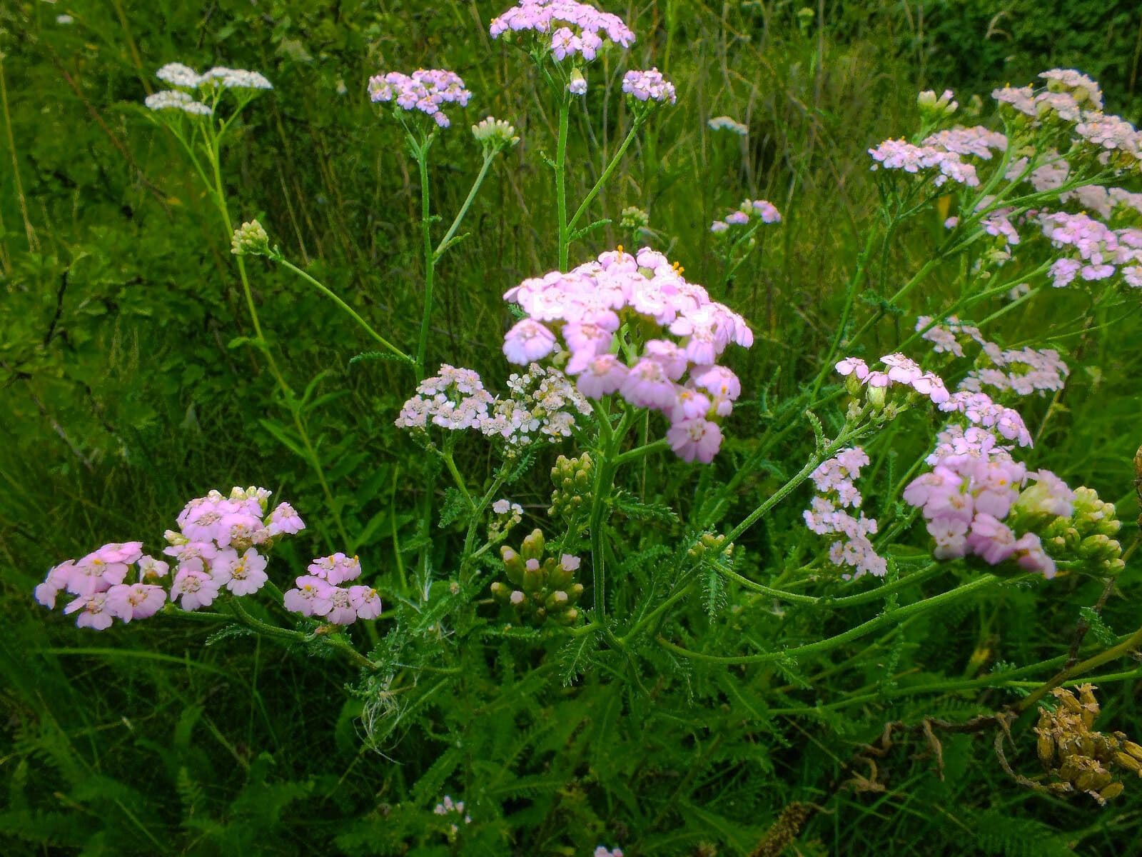 Rebríček obyčajný 2