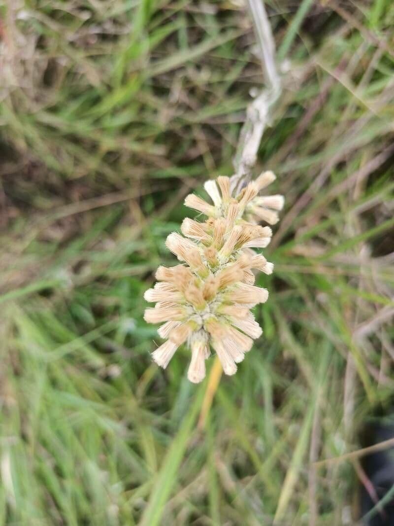 Pterocaulon en queue de renard 2