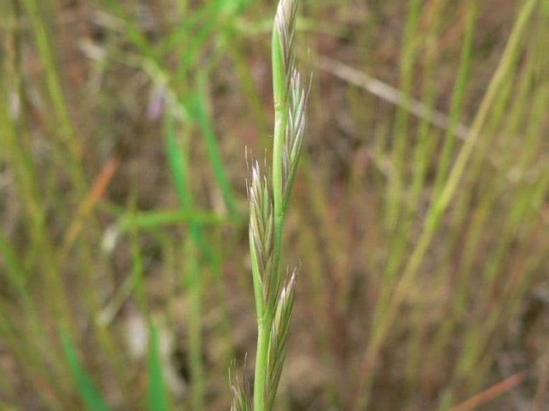 Jílek mnohokvětý 19