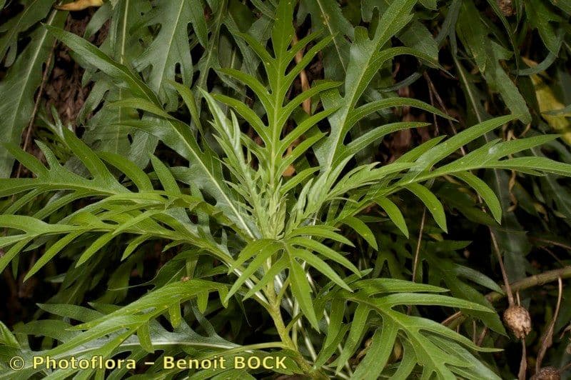 Cheirolophus