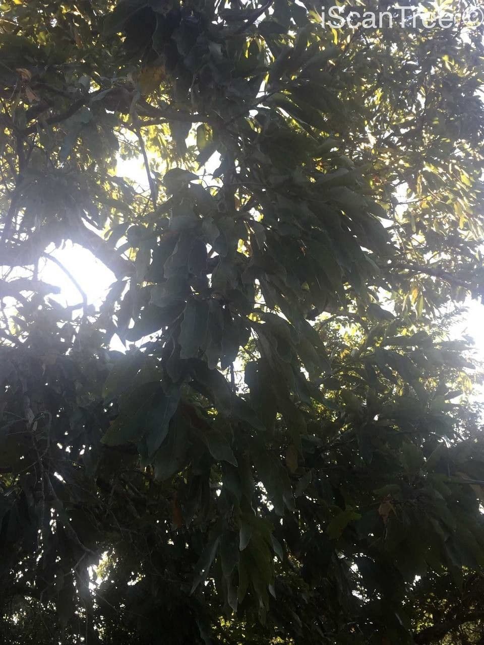 Kombretum 7