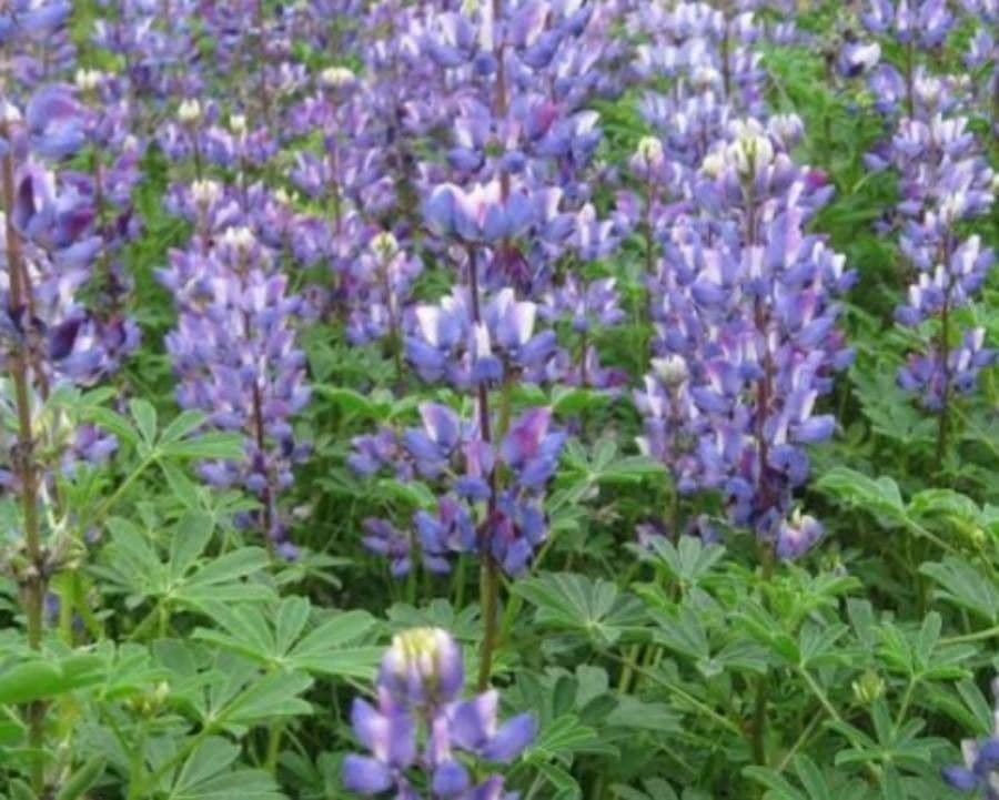 Saftiger Lupinen 3