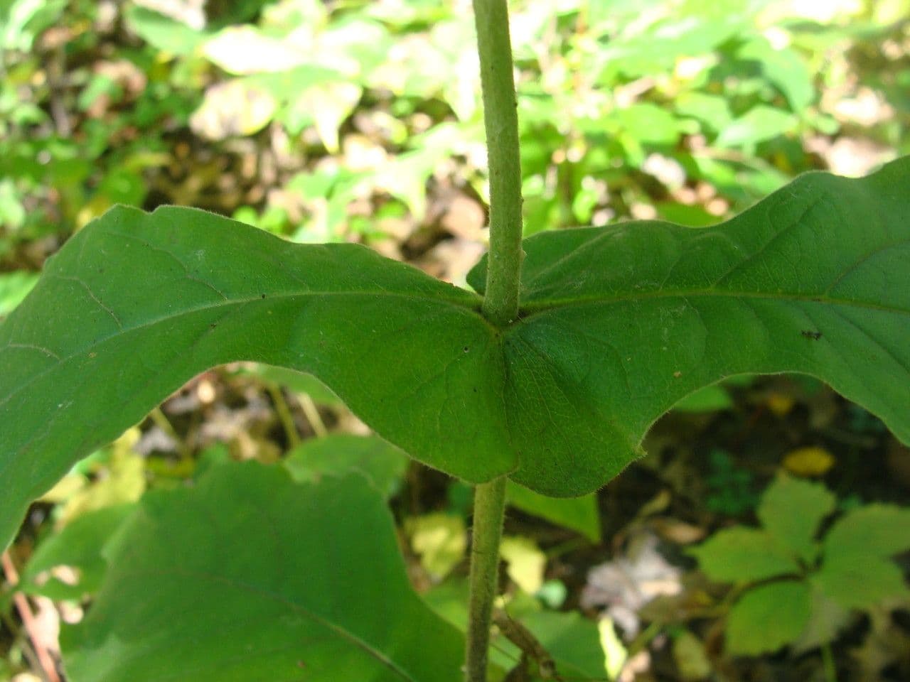 Triosteum perfoliatum 15
