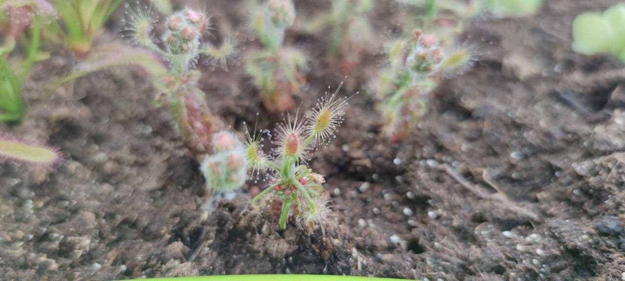 Drosera 4