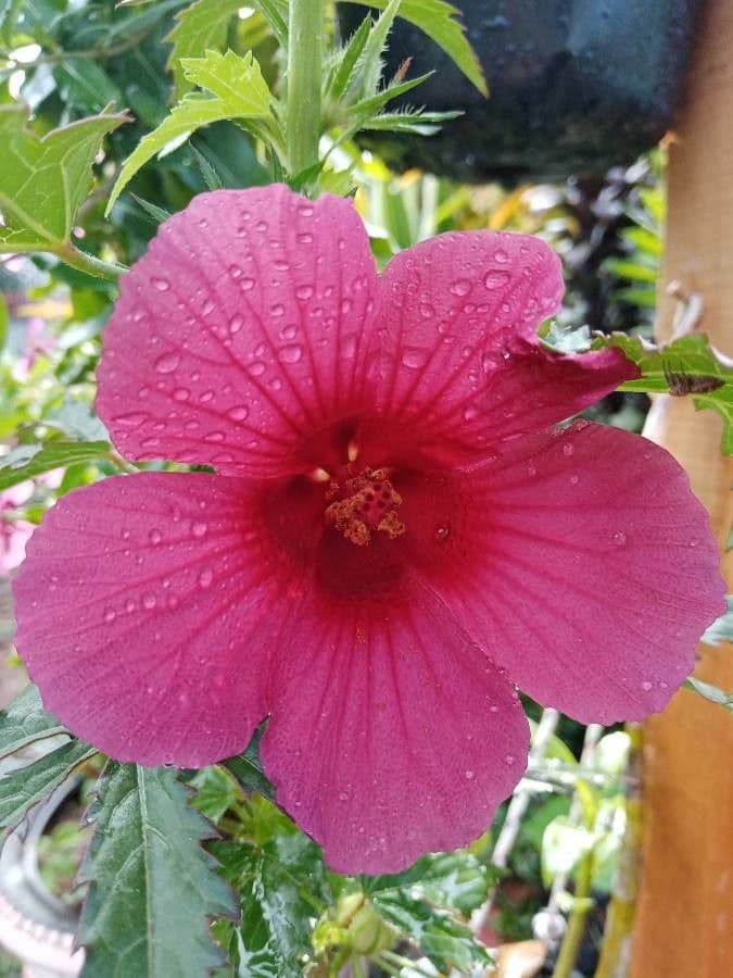 Essigblättriger Hibiskus 4