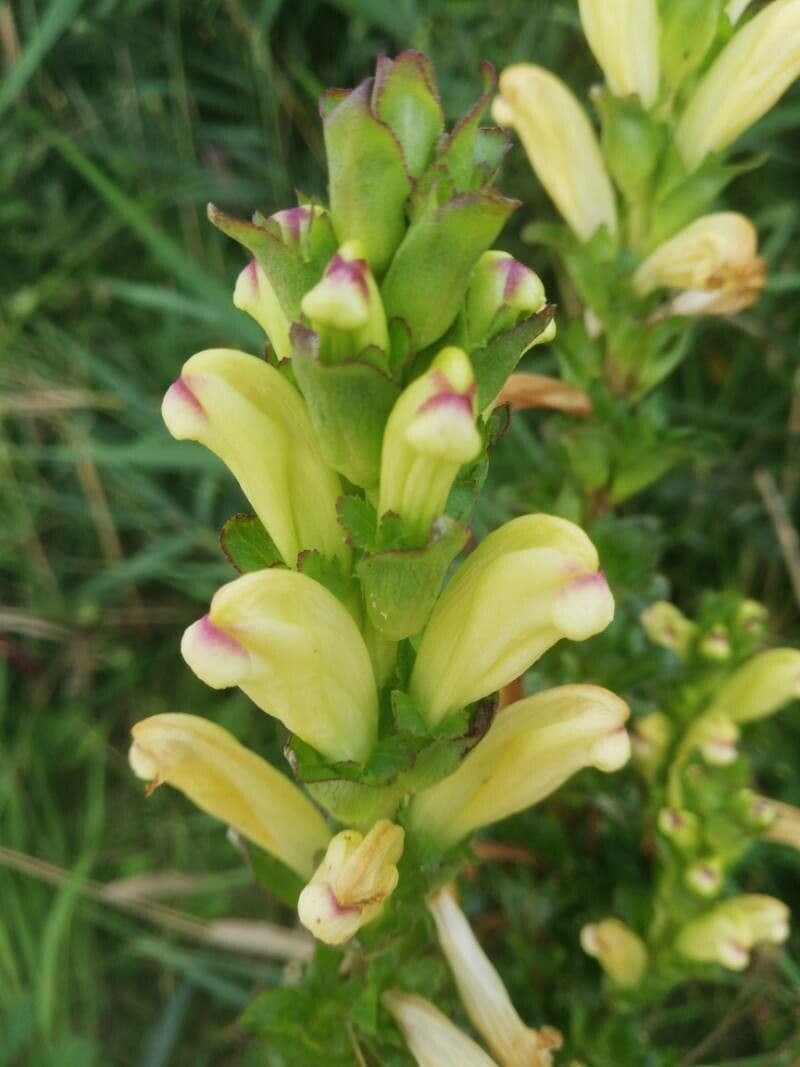 Pedicularis sceptrum-carolinum 3