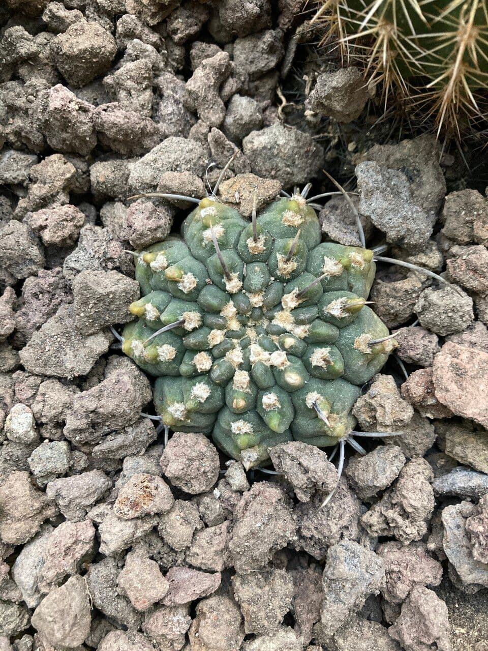 Cactus mento 7