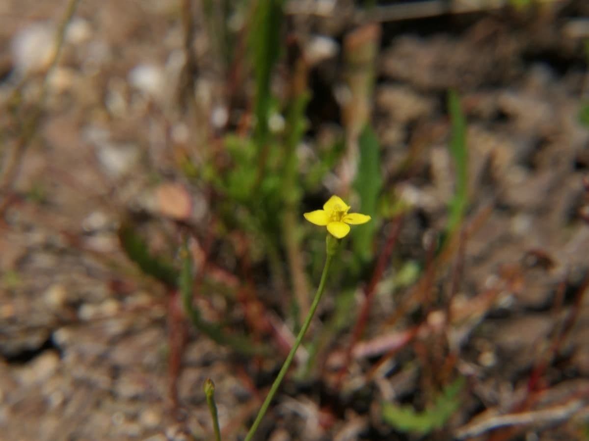 Cicendia filiformis 3