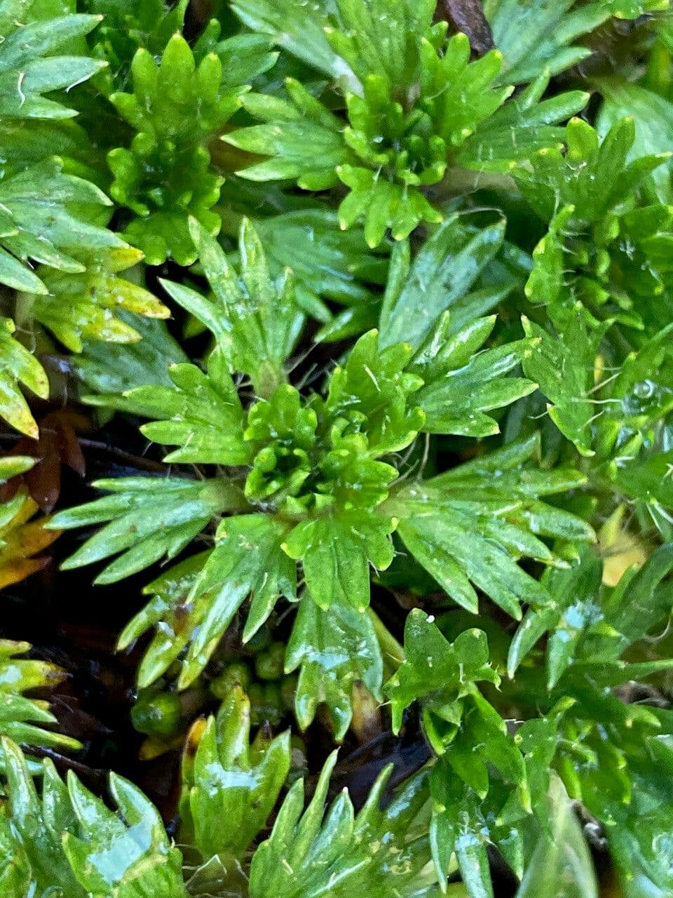 Azorella 9