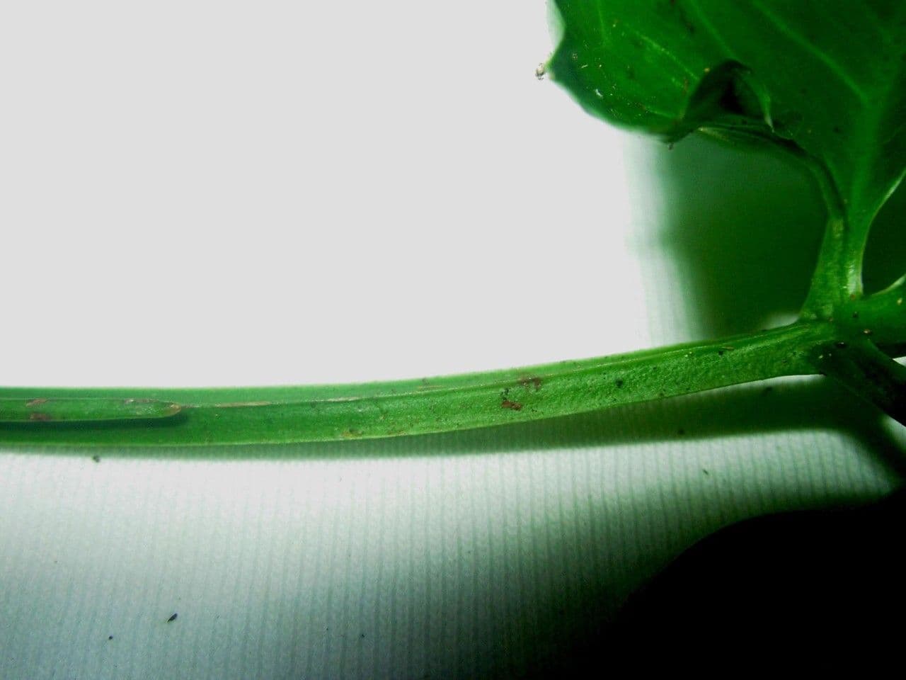 Syngonium 16