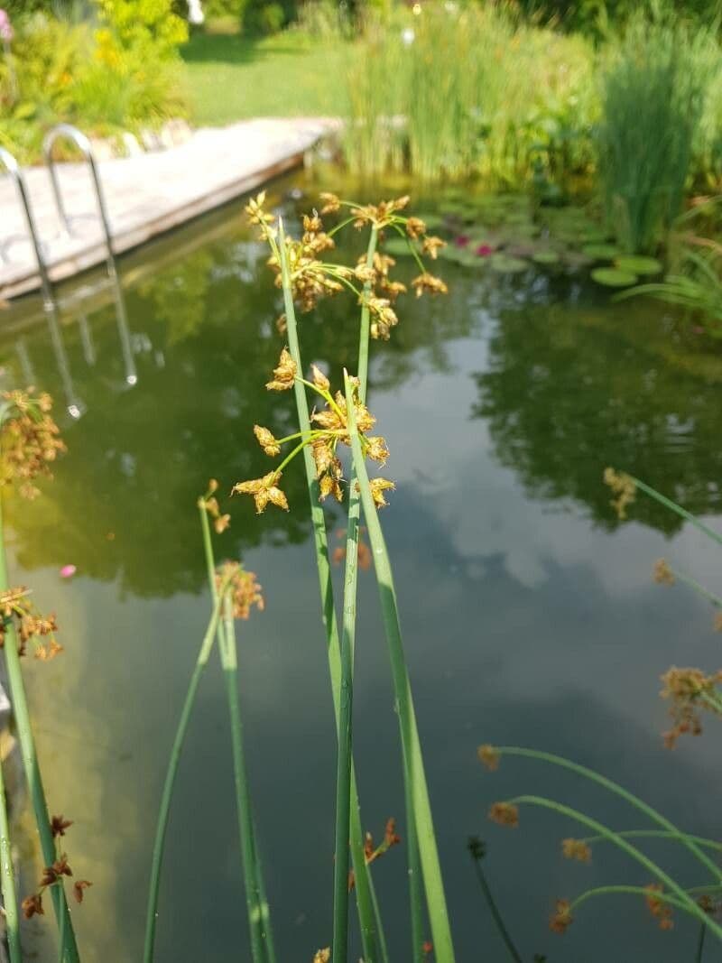 Gewöhnliche Teichbinse 4