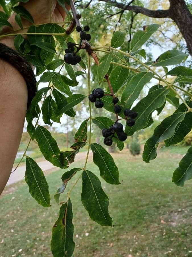 Phellodendron amurense 2