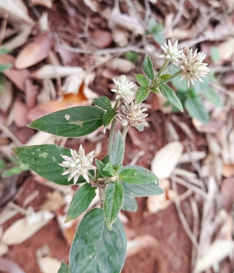 Gomphrena
