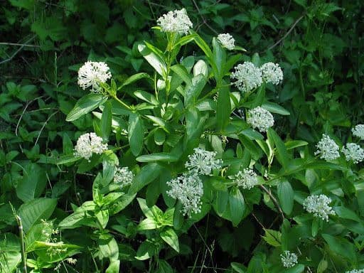 Ceanothus bylinný 11