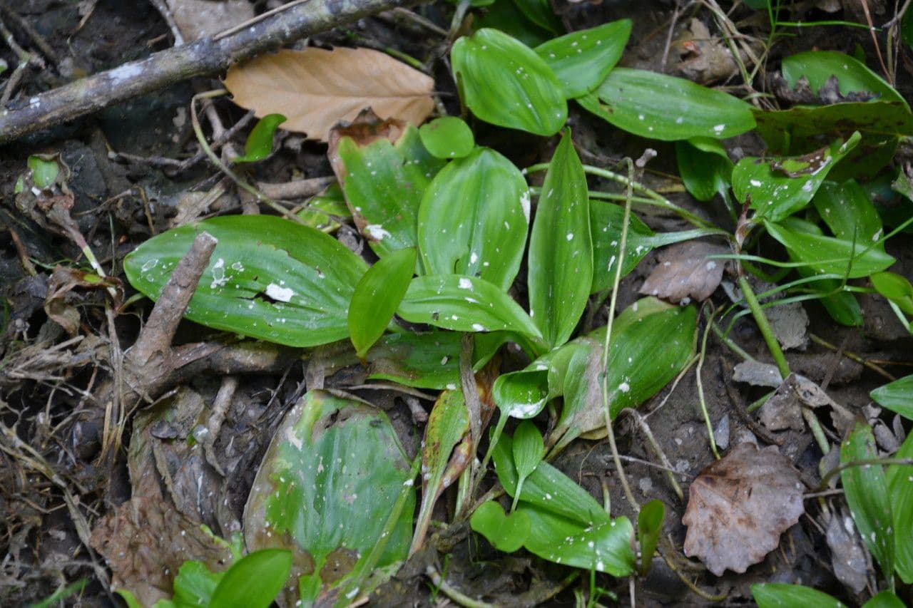 Potamogeto natante 11