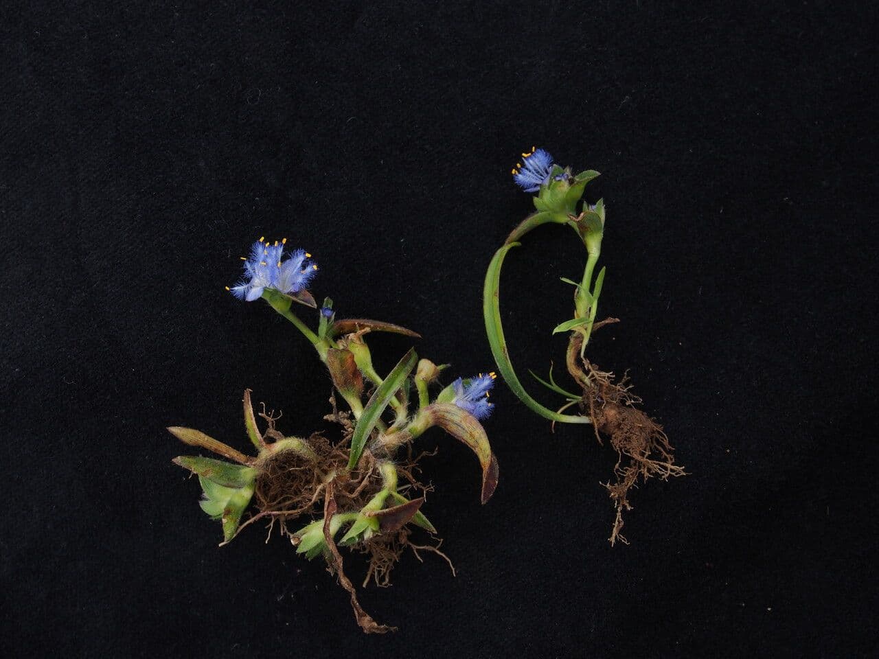 Cyanotis vaga 6