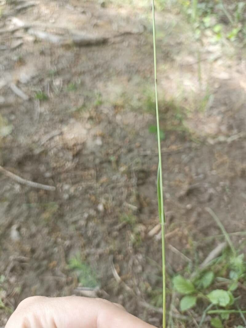 Rough bluegrass 23