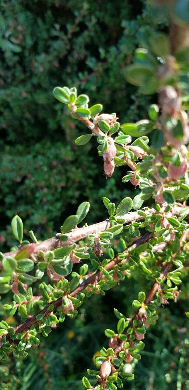 Cotoneaster de hoja entera 22