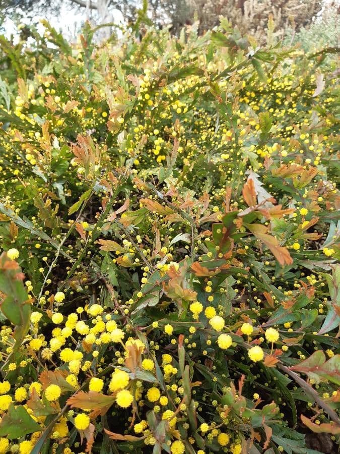 Acacia glaucoptera 10