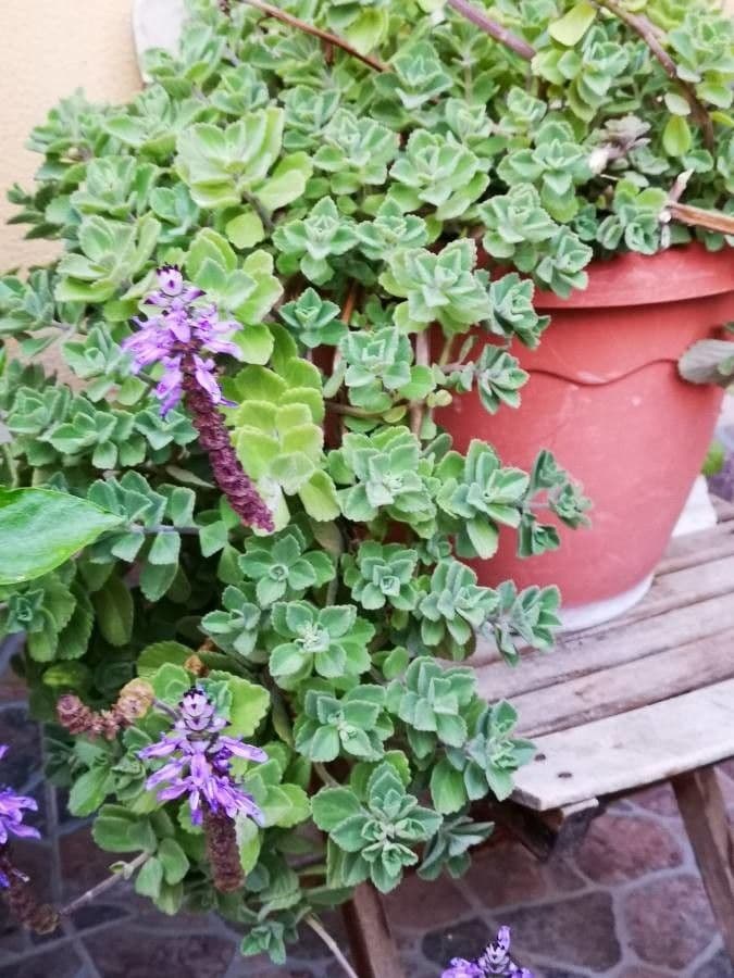 Cuban-oregano 9