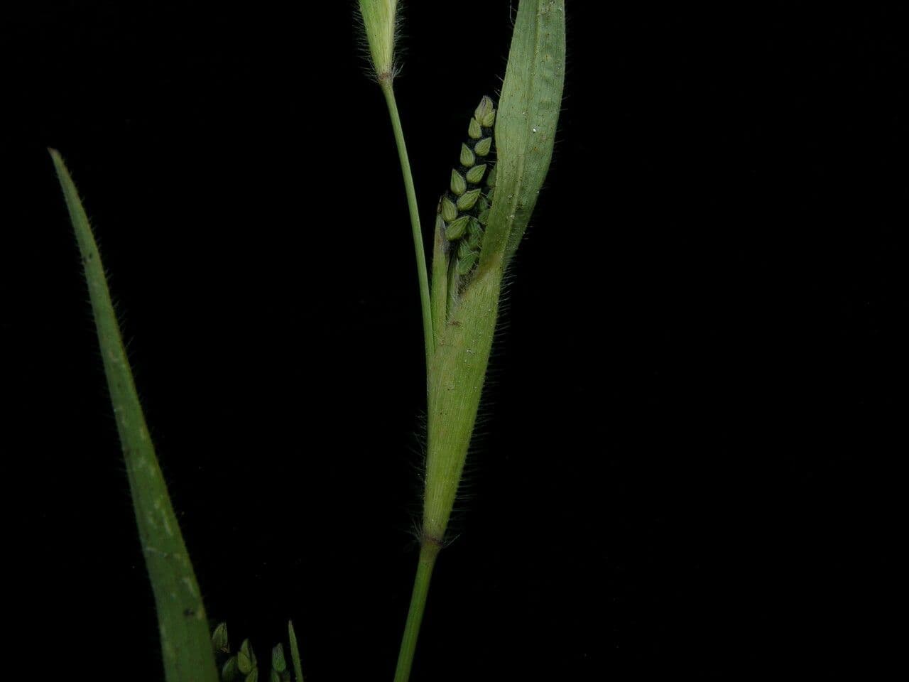 Erba granulosa 4