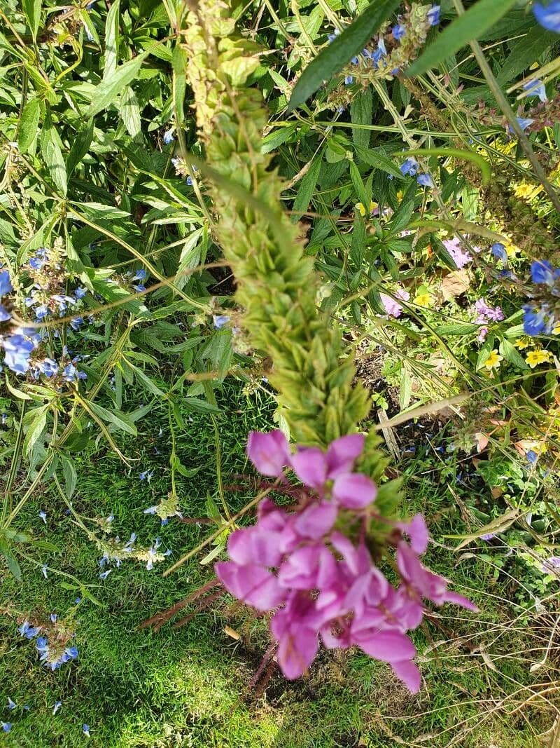 Sidalcea Cusicka 3
