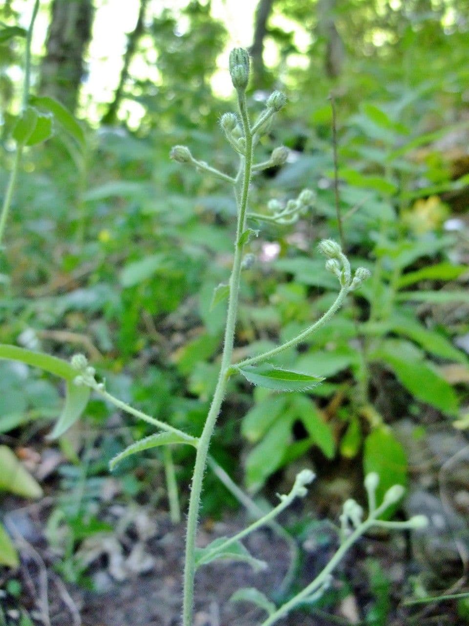 Sparviere 6