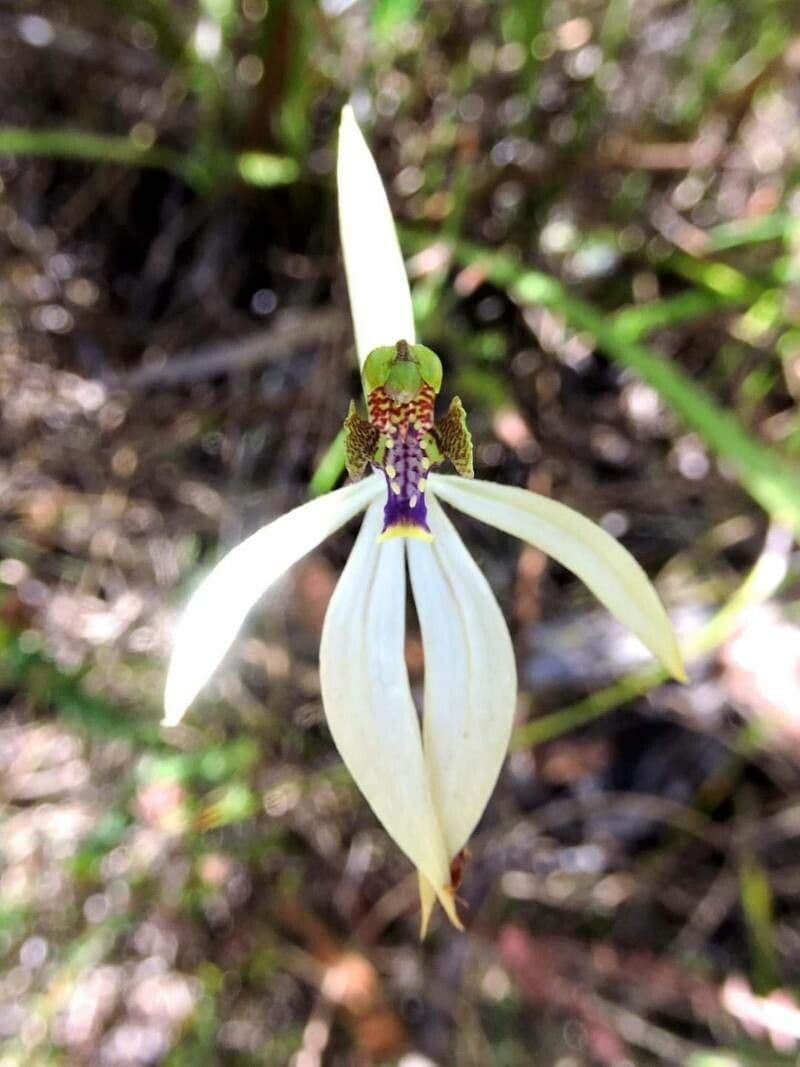 Praecoxanthus