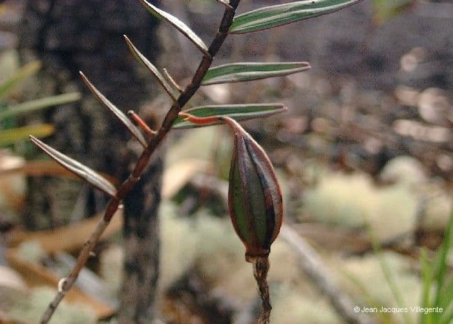 Dendrobium 5