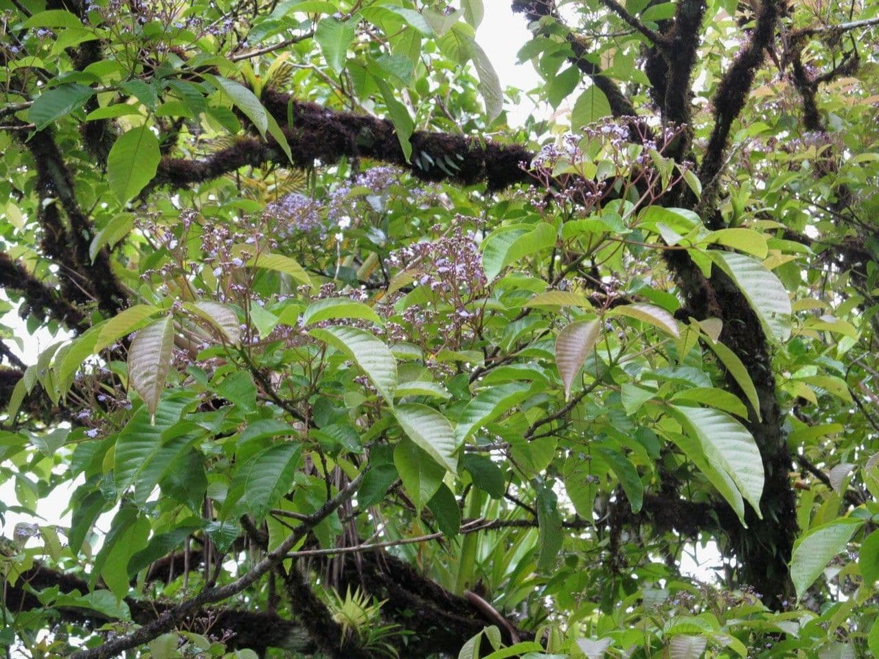 Vitex 14