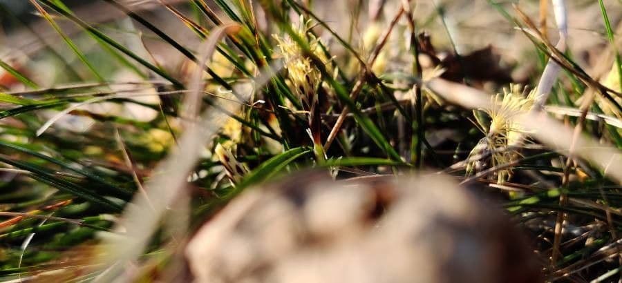 Dwarf sedge 5
