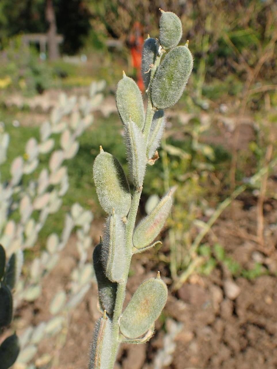 Fibigia clypeata 22