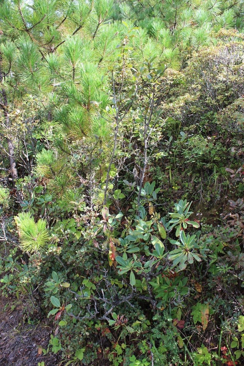 Rhododendron 8