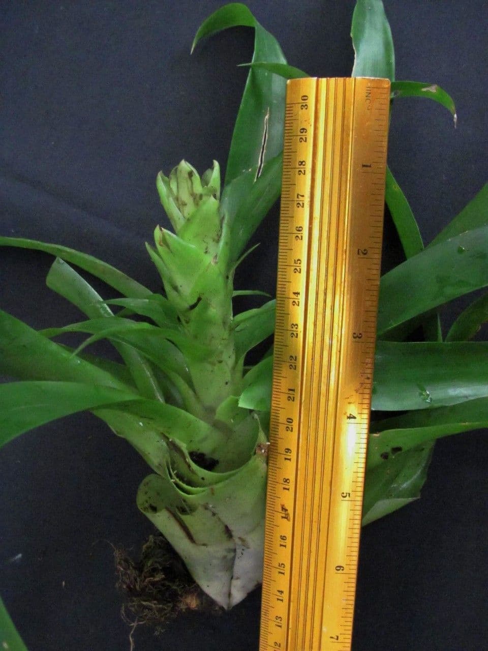 Vriesea eliconioide 22