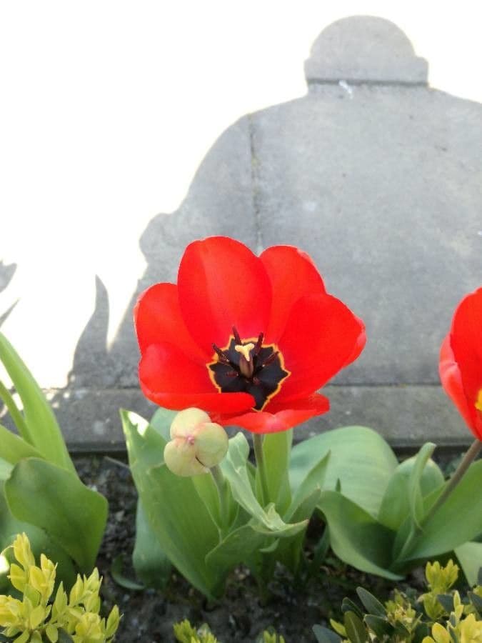 Tulipano di Gesner 3