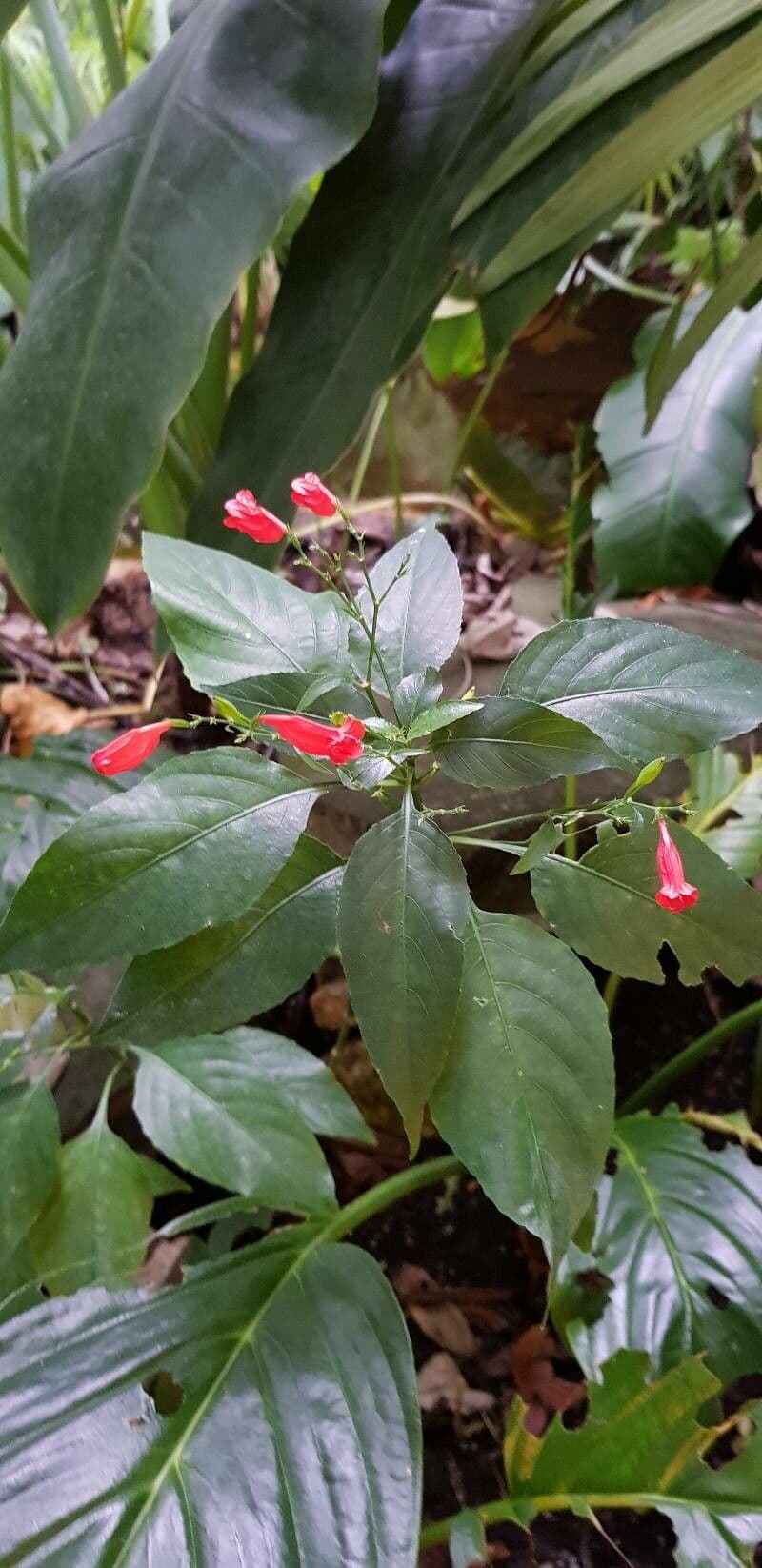 Ruellia brevifolia 7