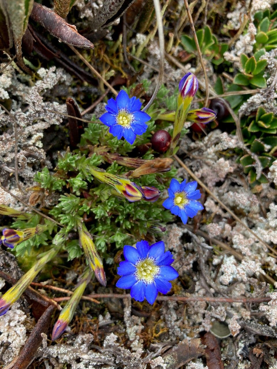 Genziana sedifolia 8