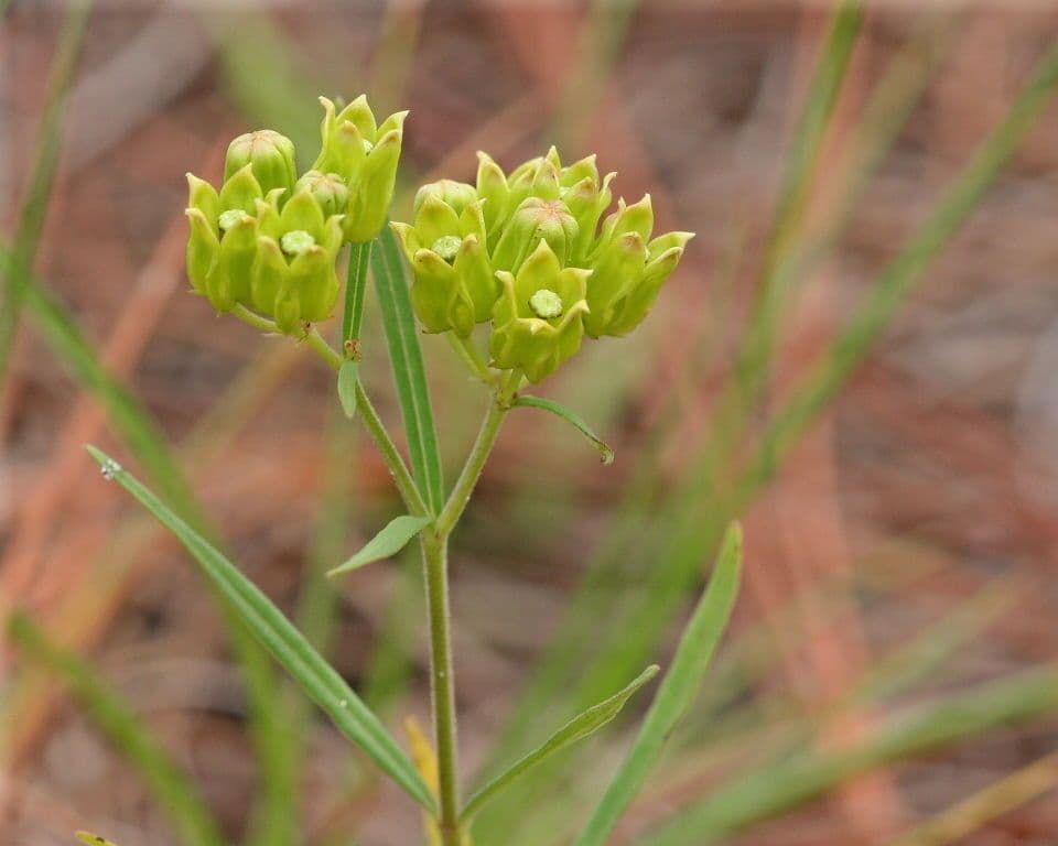 Asclepias 4