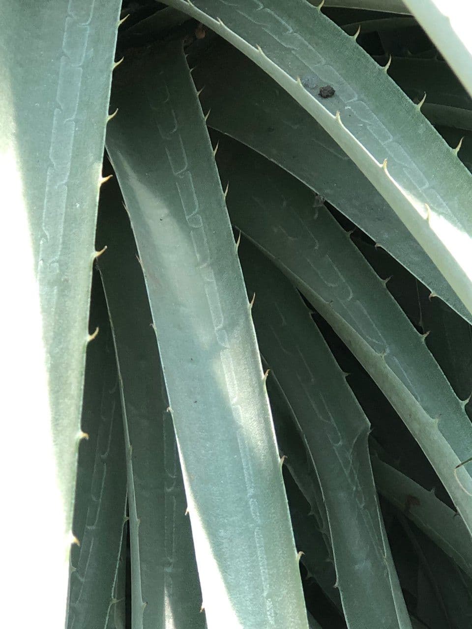 Puya 12