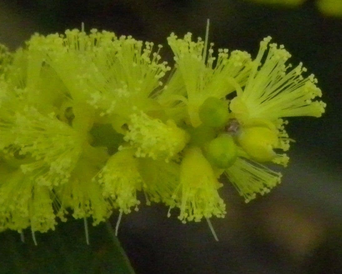 Langblättrige Akazie 9