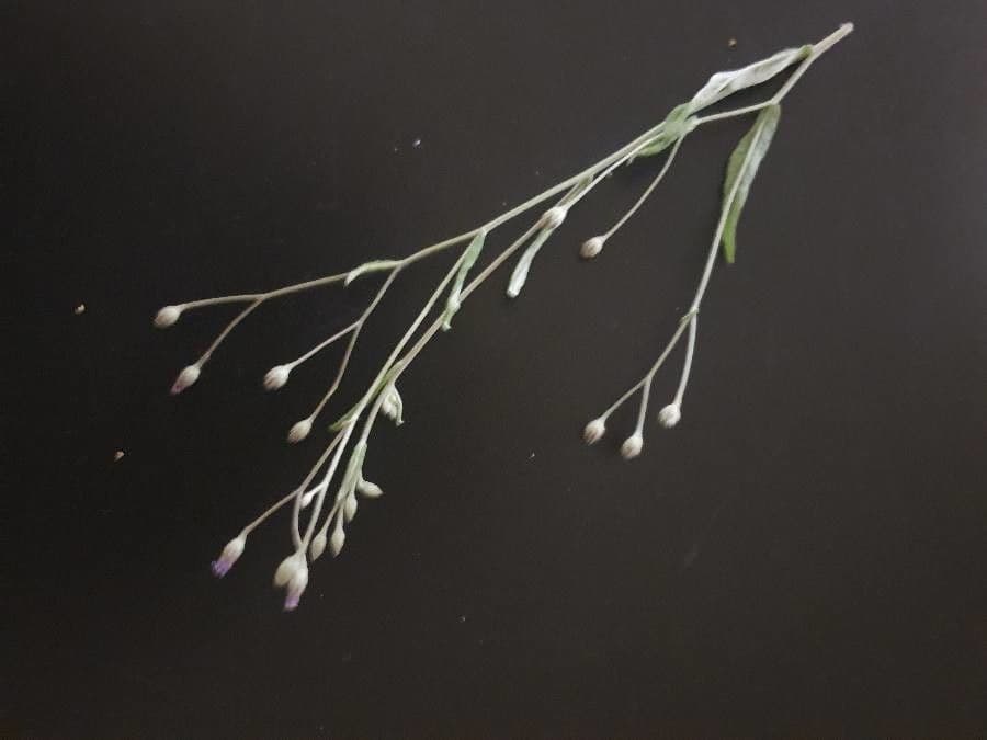 Gutenbergia Rueppella 16